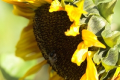 Blomster og bær