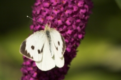 Insekter