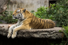 Zoo